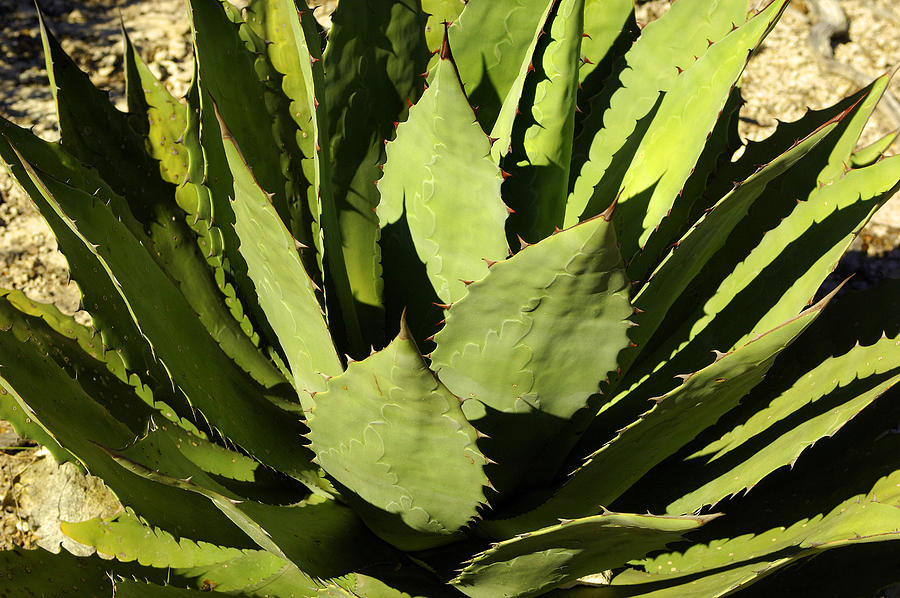 Cacti, Copper Canyon, Chihuahua, Mexico Digital Art by Heeb Photos