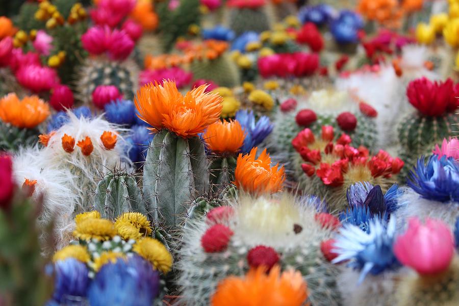 Cacti flowers Photograph by Top Wallpapers