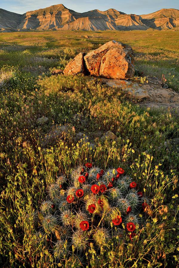 Cacti Garden at Sunset in Book Cliffs Photograph by Ray Mathis
