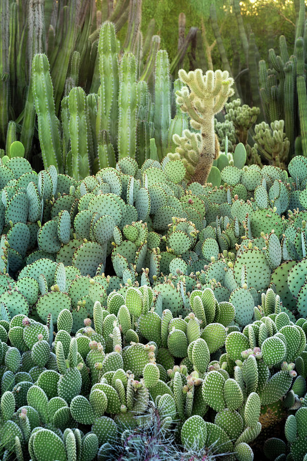 Cacti Garden  Photograph by Saija Lehtonen