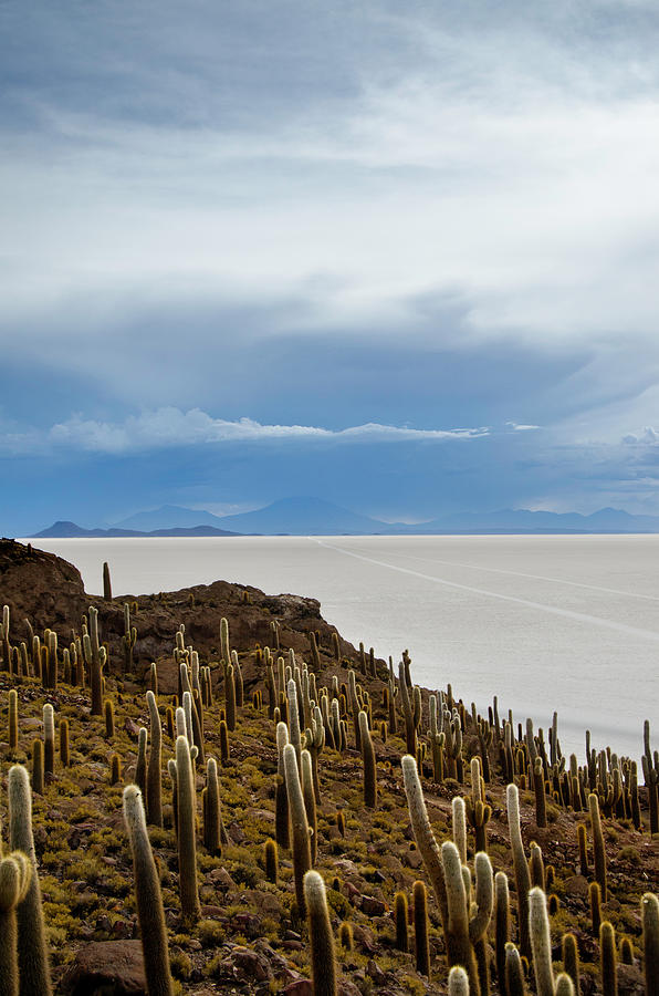 Nature Photograph - Cacti Growing On Island In Salar De Uyuni In Bolivia by Cavan Images