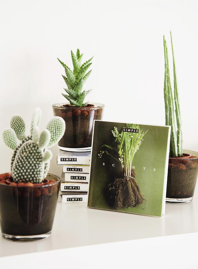 Cacti In Glass Pots And Stacked Series Of Books Photograph by Jos-luis Hausmann