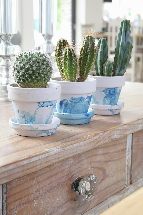 Cacti In White-and-blue Painted Pots Photograph by Simon Scarboro