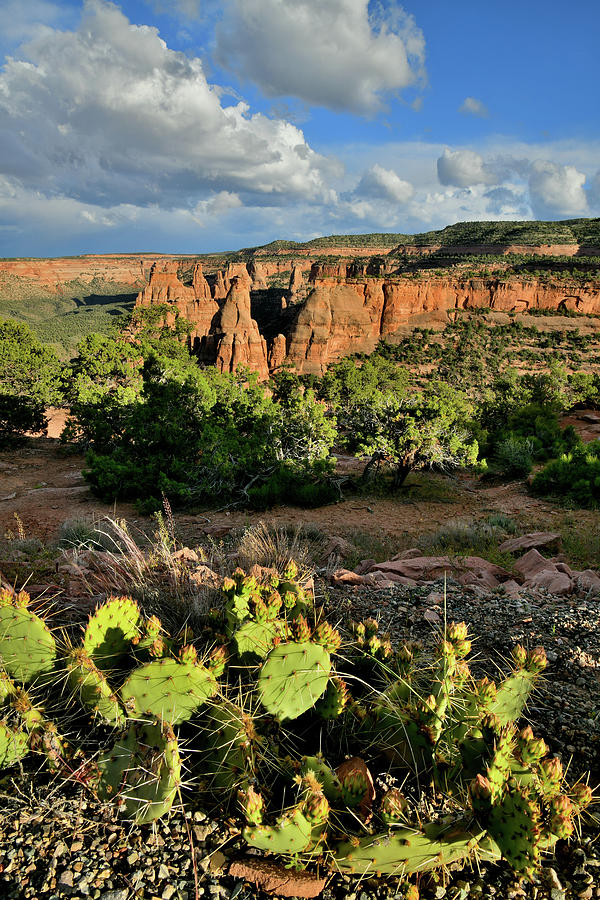 Cacti on Rim of Colorado National Monument Photograph by Ray Mathis