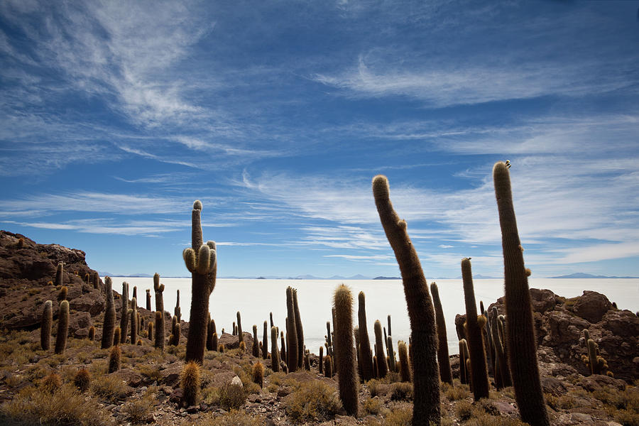 Cacti On The Salar De Uyuni Bolivia Photograph by Seppfriedhuber