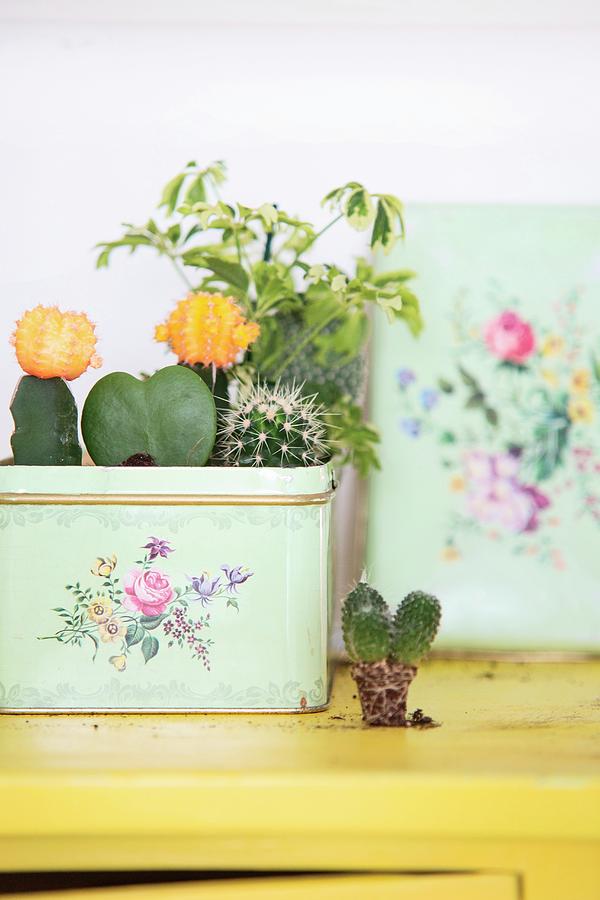 Cacti Planted In Vintage Tin With Floral Pattern Photograph by Syl Loves