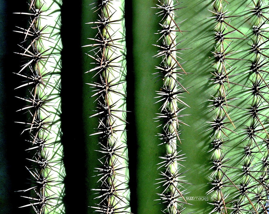 Cacti by Susie Loechler Cacti by Susie Loechler