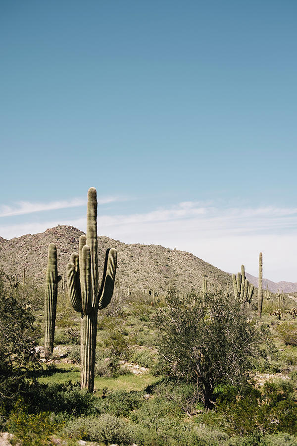 Cacti, Wadell, Arizona, Usa Digital Art by Jennifer Van Son - Fine Art ...