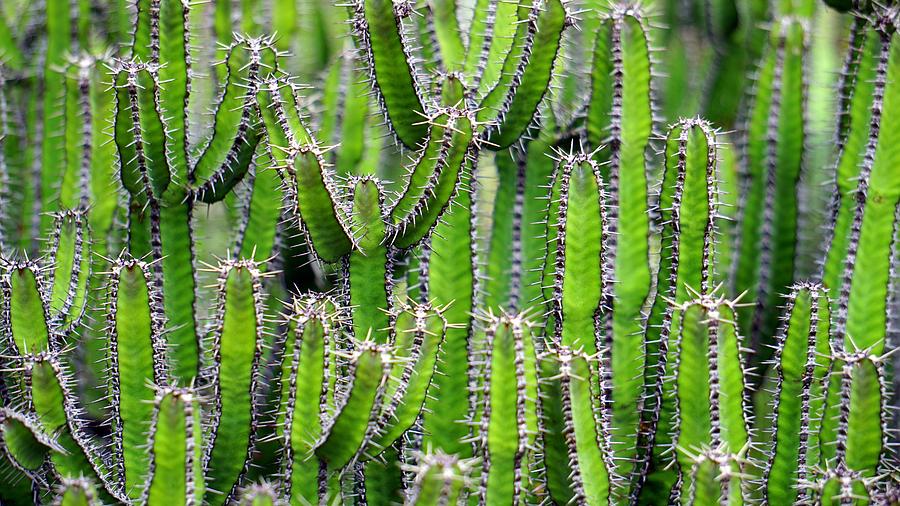 Cacti wall Photograph by Top Wallpapers
