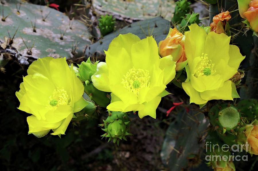 Cacti Yellow Photograph