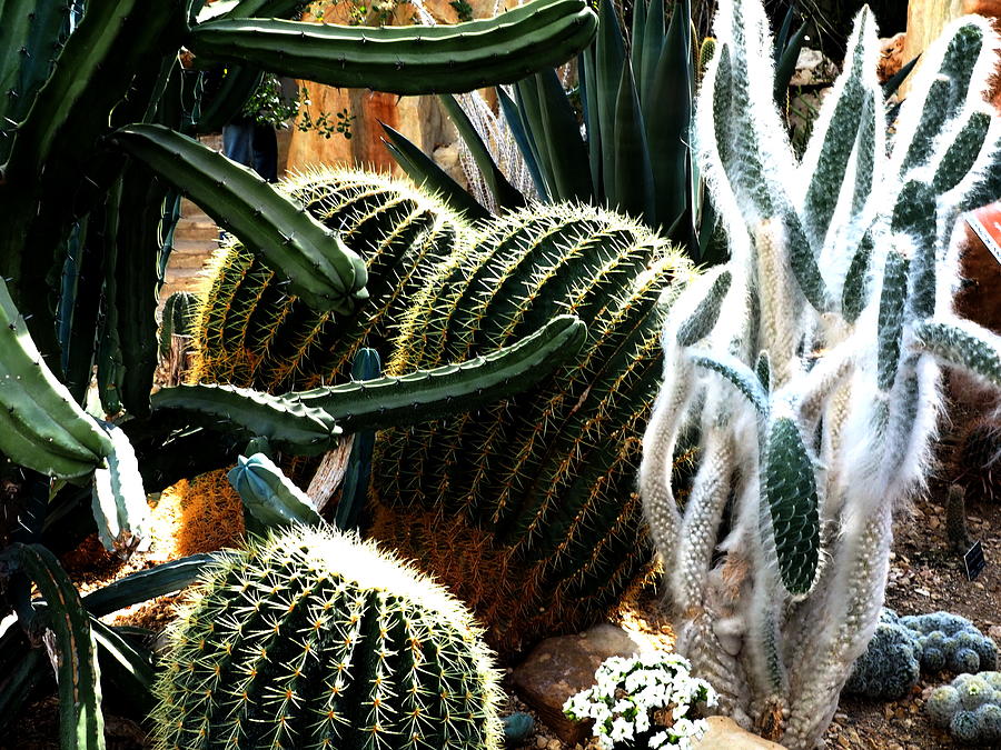 Cactii Round and Tall Photograph by Jacqueline M Lewis