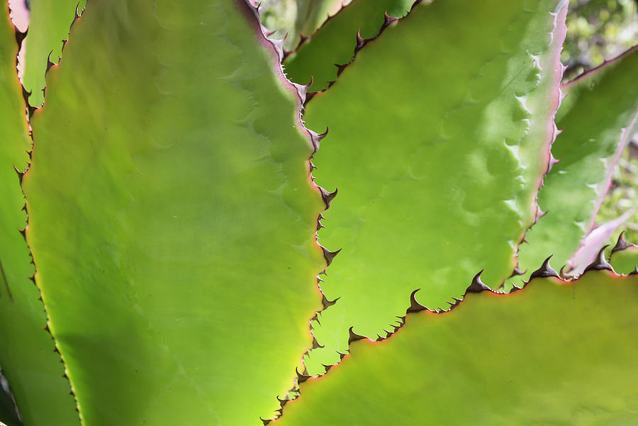 Cactus 2 Photograph by Lou Novick