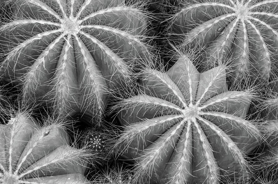 Cactus #2 Photograph by Minnie Gallman