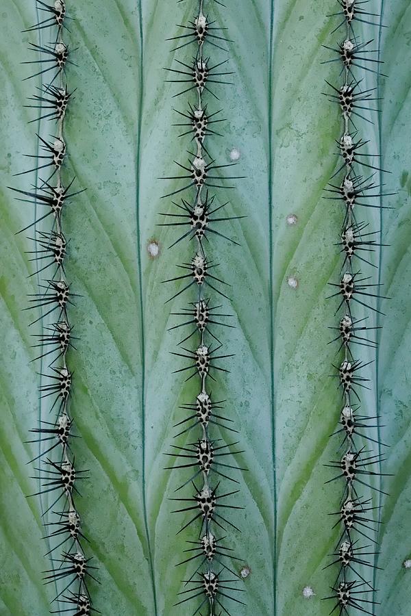 Cactus Abstract Photograph by KJ Swan
