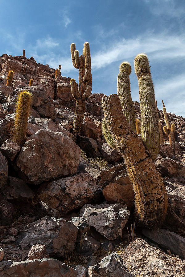 Cactus Photograph by Adhemar Duro