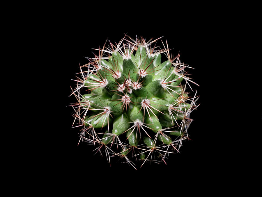 Cactus Against Black Background Photograph by Mike Hill - Fine Art America