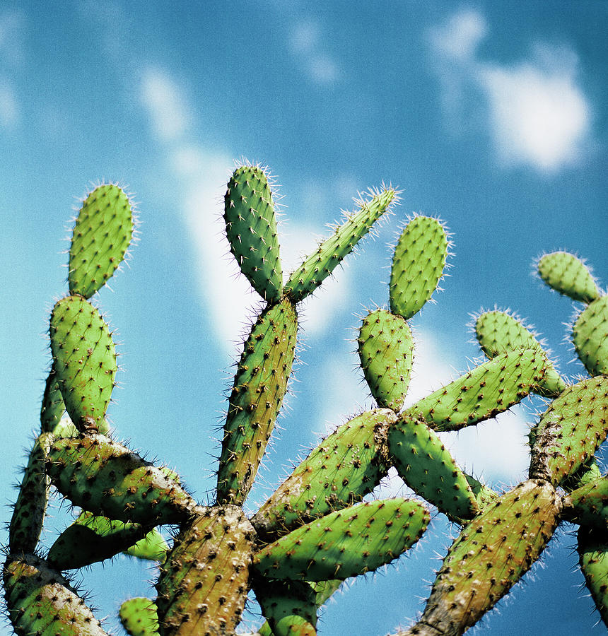 Cactus Against Blue Sky Photograph by Johner Images Cactus Against Blue Sky Photograph by Johner Images