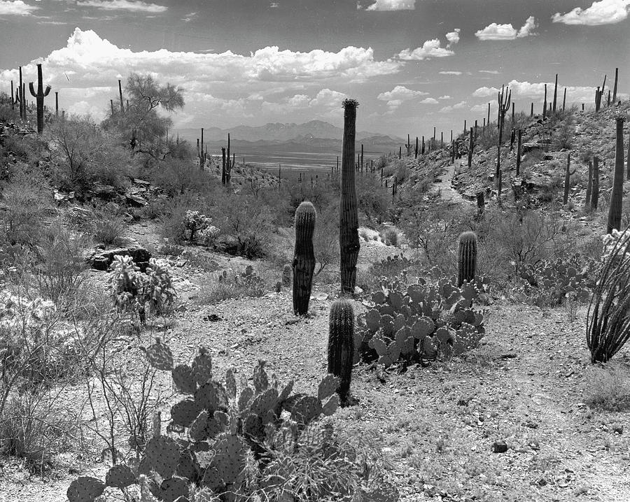 Cactus Photograph by Alfred Eisenstaedt