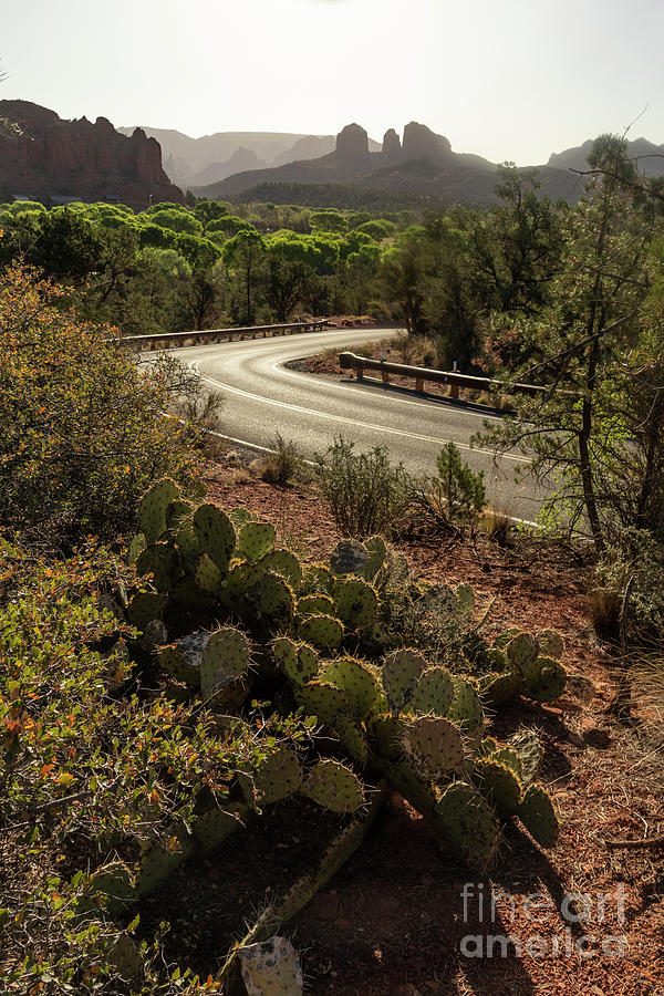 Cactus along the Red Rock Loop Road Photograph by Garry McMichael