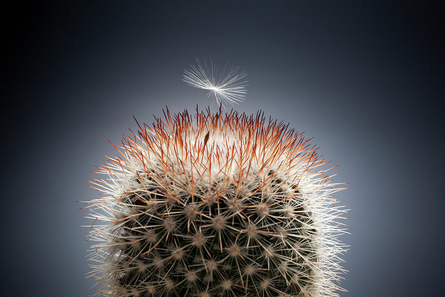 Cactus And Dandelion Photograph by Yuji Sakai