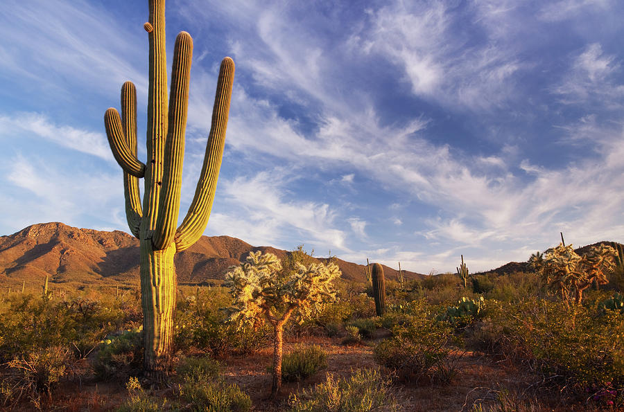 Cactus And Desert Landscape With Bright Photograph by Kencanning
