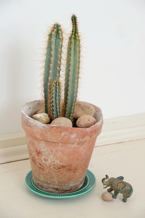Cactus And Pebbles In Vintage Terracotta Pot And Elephant Figurine On Floor Photograph by Revier 51