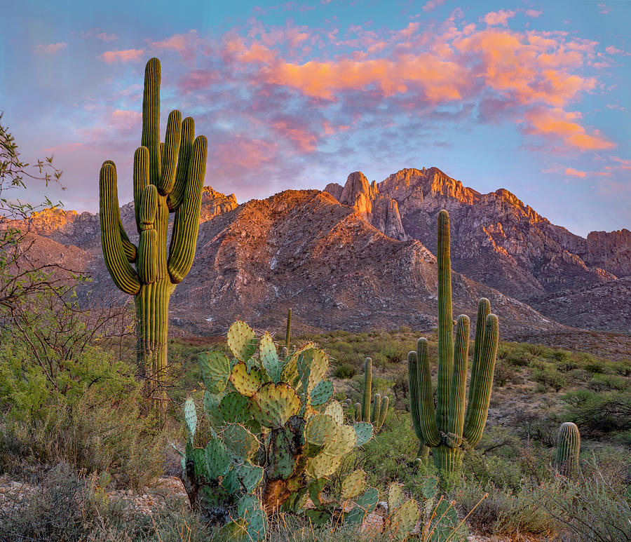 Cactus And Santa Catalina Mts Photograph by Tim Fitzharris