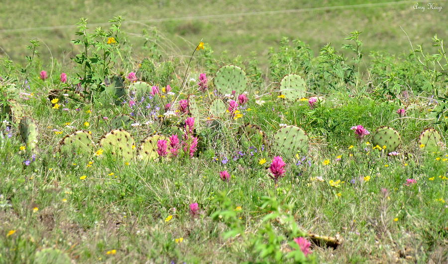Cactus and Wildflowers Photograph by Amy Hosp