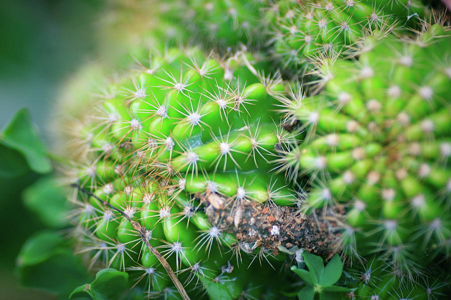 Cactus Photograph by Aro @ Photography