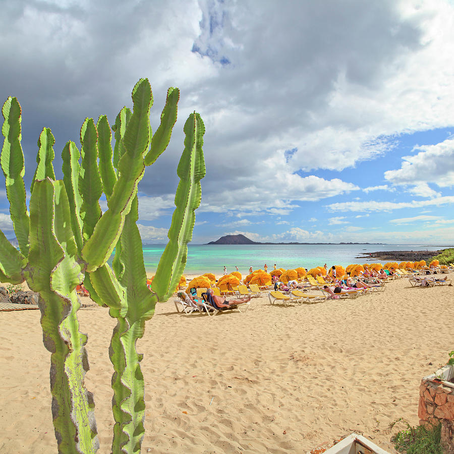 Cactus At Beach Digital Art by Maurizio Rellini