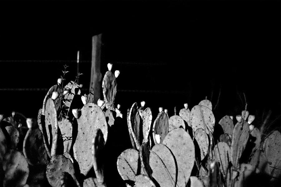Cactus Photograph - Cactus At Nikght by Edward Swearingen Cactus Photograph - Cactus At Nikght by Edward Swearingen