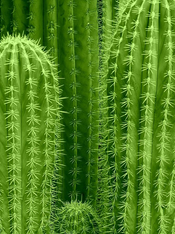 Cactus Background Photograph by Fotolinchen