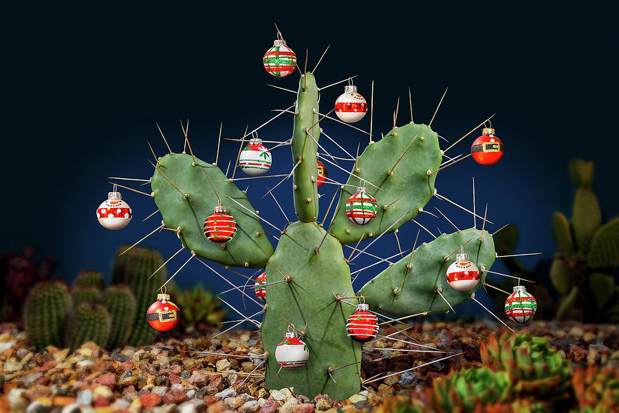 Cactus Balls Photograph by Kelley King