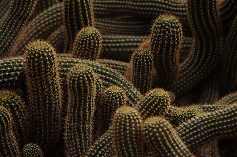 Cactus Photograph by Bb33fr