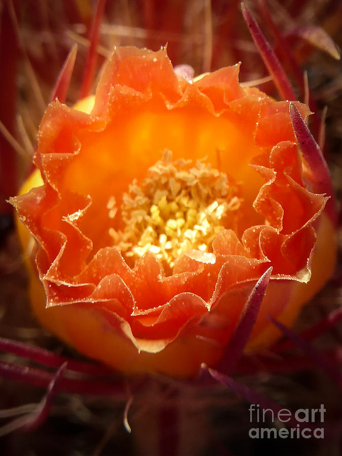 Cactus Bloom Photograph by Eric Nagel