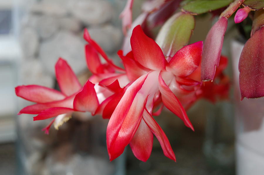 Cactus Bloom Photograph by Jennifer Forsyth
