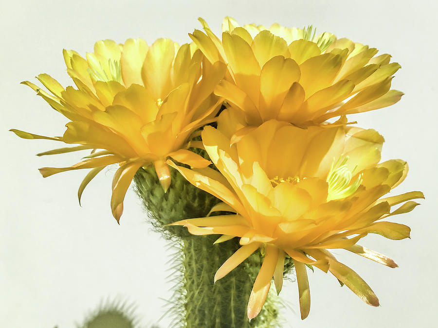 Cactus Bloom Yellow by Veronika Countryman Cactus Bloom Yellow by Veronika Countryman