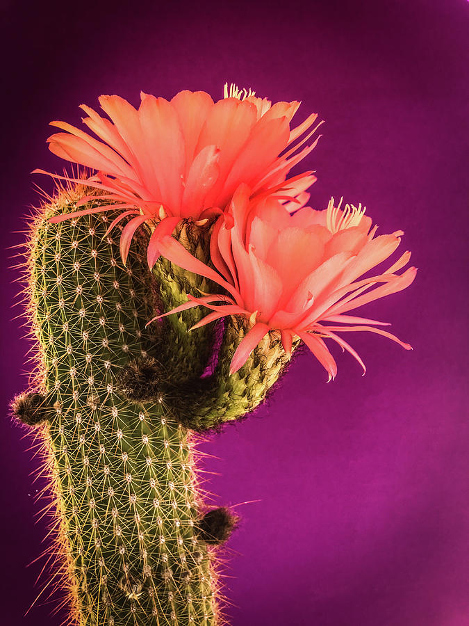 Cactus Blooms I by Veronika Countryman Cactus Blooms I by Veronika Countryman