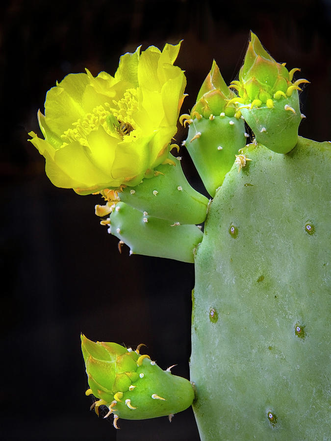 Texas Cactus Blooms With Bee II Photograph by Harriet Feagin