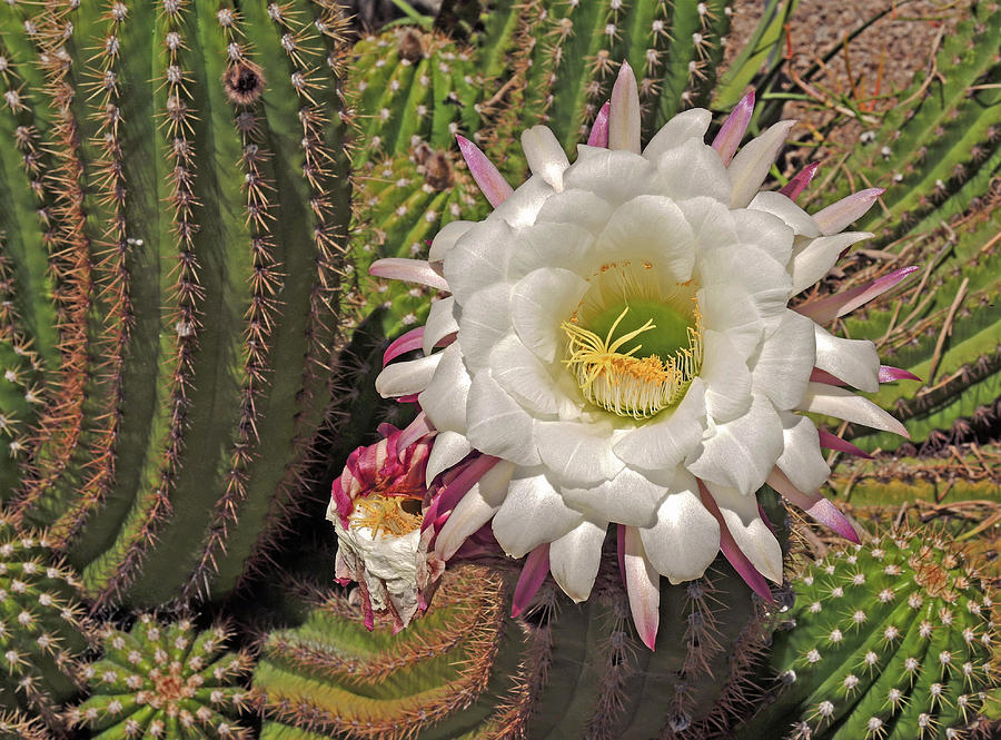Cactus Blossom 3 Photograph