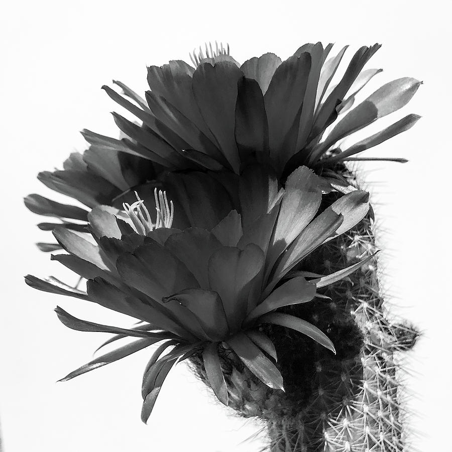 Cactus Blossom BnW 3 by Veronika Countryman Cactus Blossom BnW 3 by Veronika Countryman