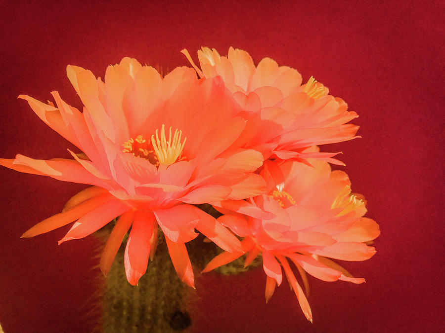 Cactus Blossoms I by Veronika Countryman Cactus Blossoms I by Veronika Countryman