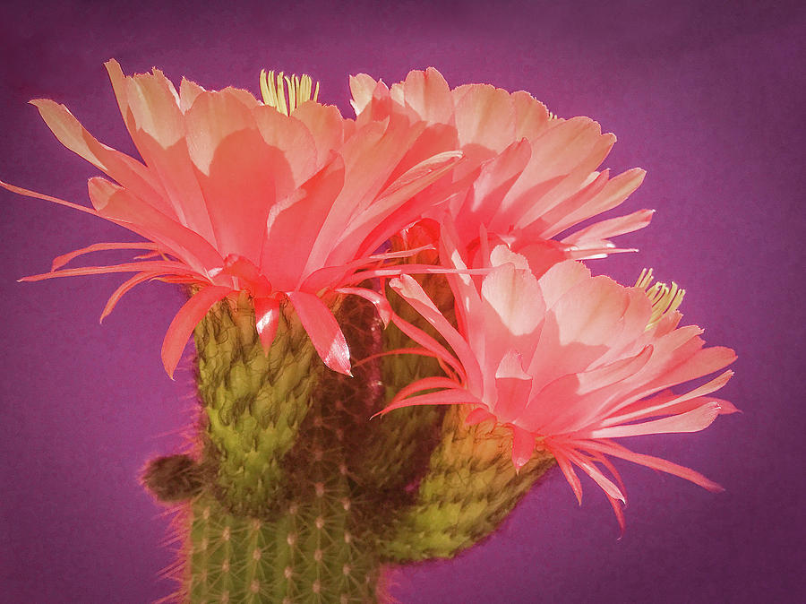 Cactus Blossoms II by Veronika Countryman Cactus Blossoms II by Veronika Countryman