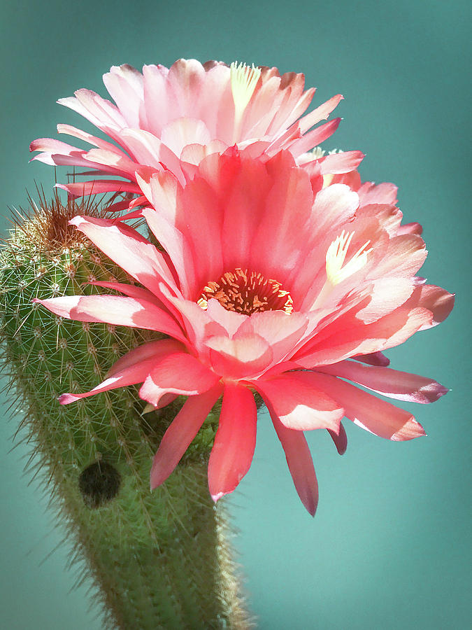 Cactus Blossoms III by Veronika Countryman Cactus Blossoms III by Veronika Countryman