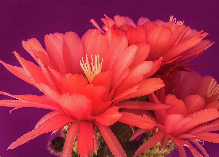 Cactus Blossoms IV by Veronika Countryman Cactus Blossoms IV by Veronika Countryman