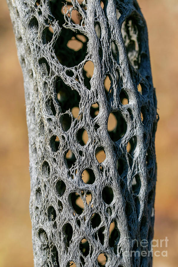 Cactus Bones 4 Photograph by Jeff Parish - Fine Art America