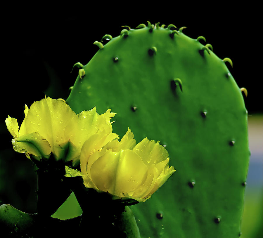 Cactus Bouquet Photograph by Faith Burns
