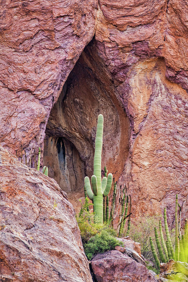 Cactus Cave Guard Photograph by Jurgen Lorenzen
