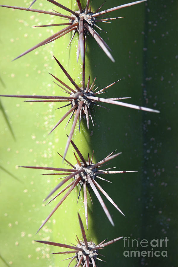 Cactus Closeup Fuerteventura Photograph by Eddie Barron