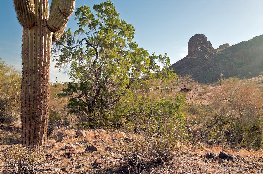 Arizona Photograph - Cactus Cowboys by Cinnamon Sky Photography Arizona Photograph - Cactus Cowboys by Cinnamon Sky Photography